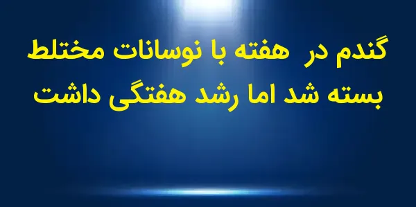 بازار گندم در روز جمعه نوسانات...